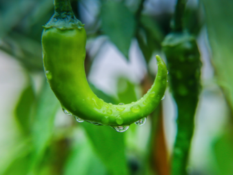 成华区单位食堂找蔬菜供应商,先看这四类食堂的配送匹配度 成华区单位食堂找蔬菜供应商,先看这四类食堂的配送匹配度